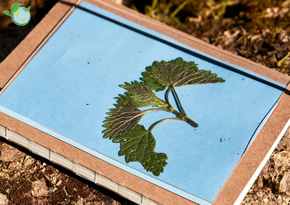 Foto-Solarpapier mit Fixierscheibe (40 Blatt 17,8 x 12,7 cm)