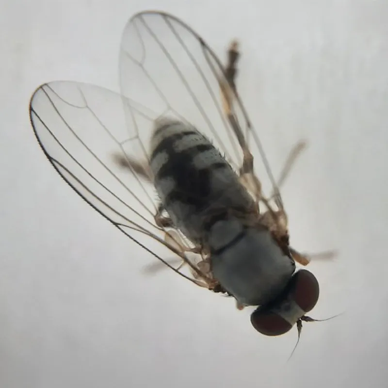 Hagemann Super-Handymikroskop, 200-fach