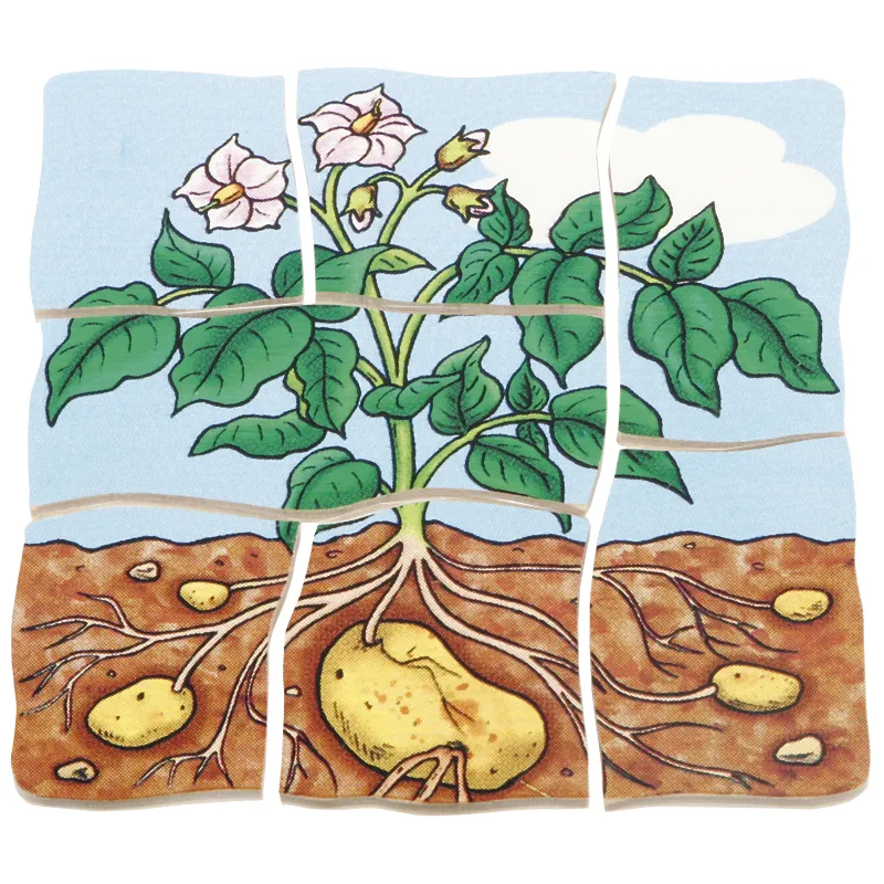 beleduc Schichten-Puzzle "Kartoffel", 30-tlg.