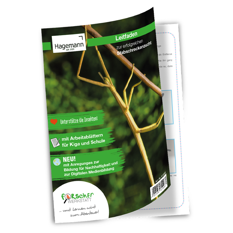 Hagemann Gruppenprojektset Stabschrecken