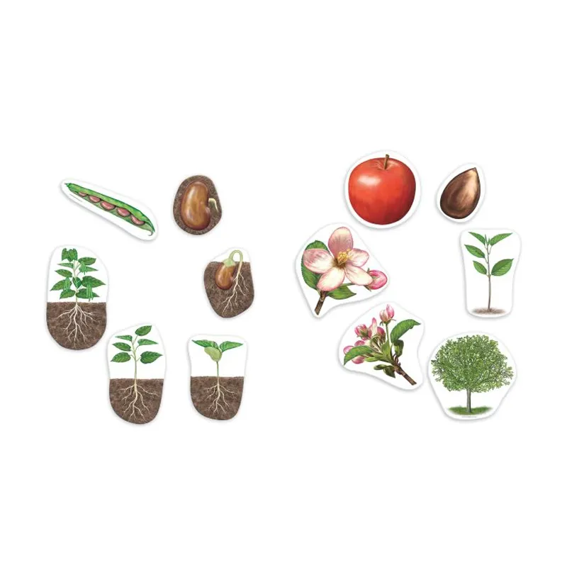 Lebenszyklus Apfel und Bohne (magnetisch)