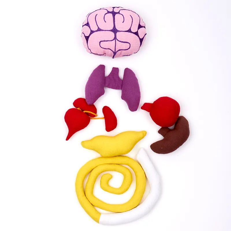 Hagemann Forscherpuppe Mein Körper