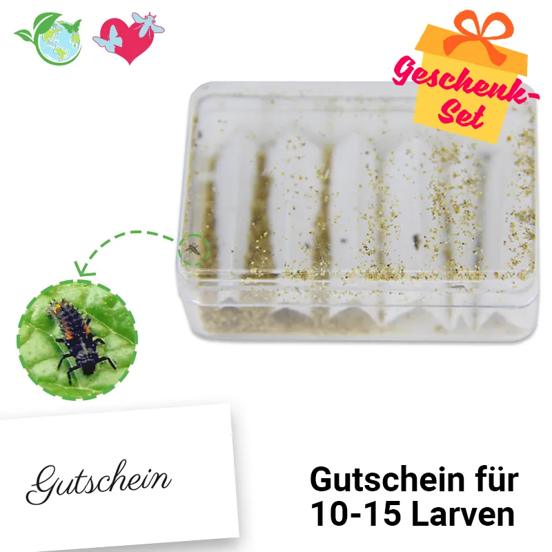 Hagemann Larvengutschein für Marienkäferzucht (10-15 Larven)