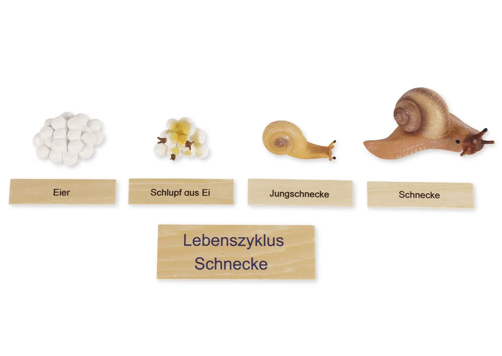 TimeTEX Lebenszyklus einer Schnecke, in Holzbox "Montessori Premium"