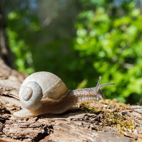 Was essen Schnecken?