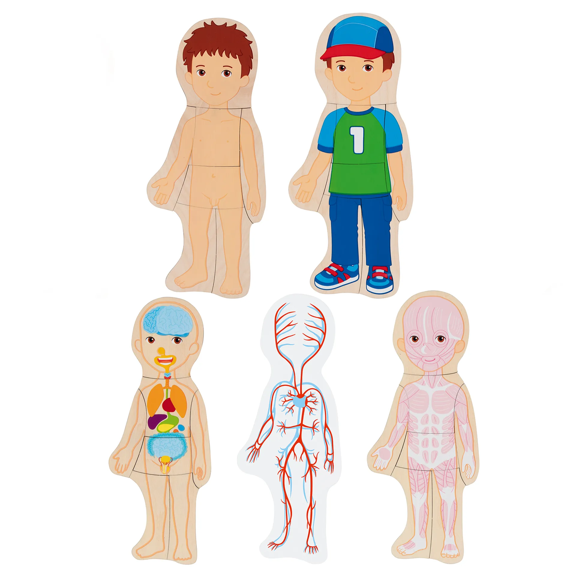 Schichtenpuzzle Anatomie Junge