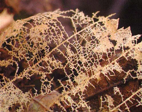 DVD-Lehrfilm Der Lebenszyklus von Bäumen