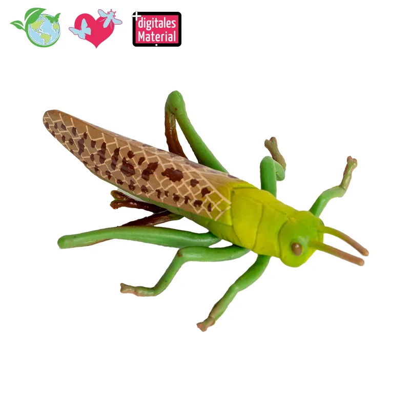 Hagemann Lebenszyklusmodell Heuschrecke (Modelle, 4-tlg.)