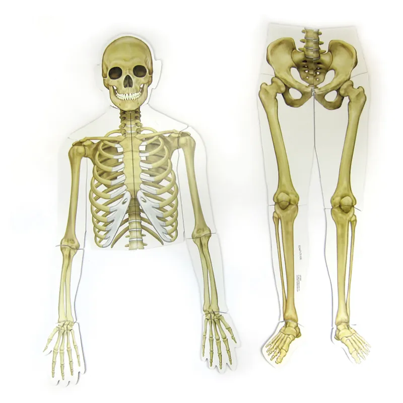 Menschlicher Körper (magnetisch)