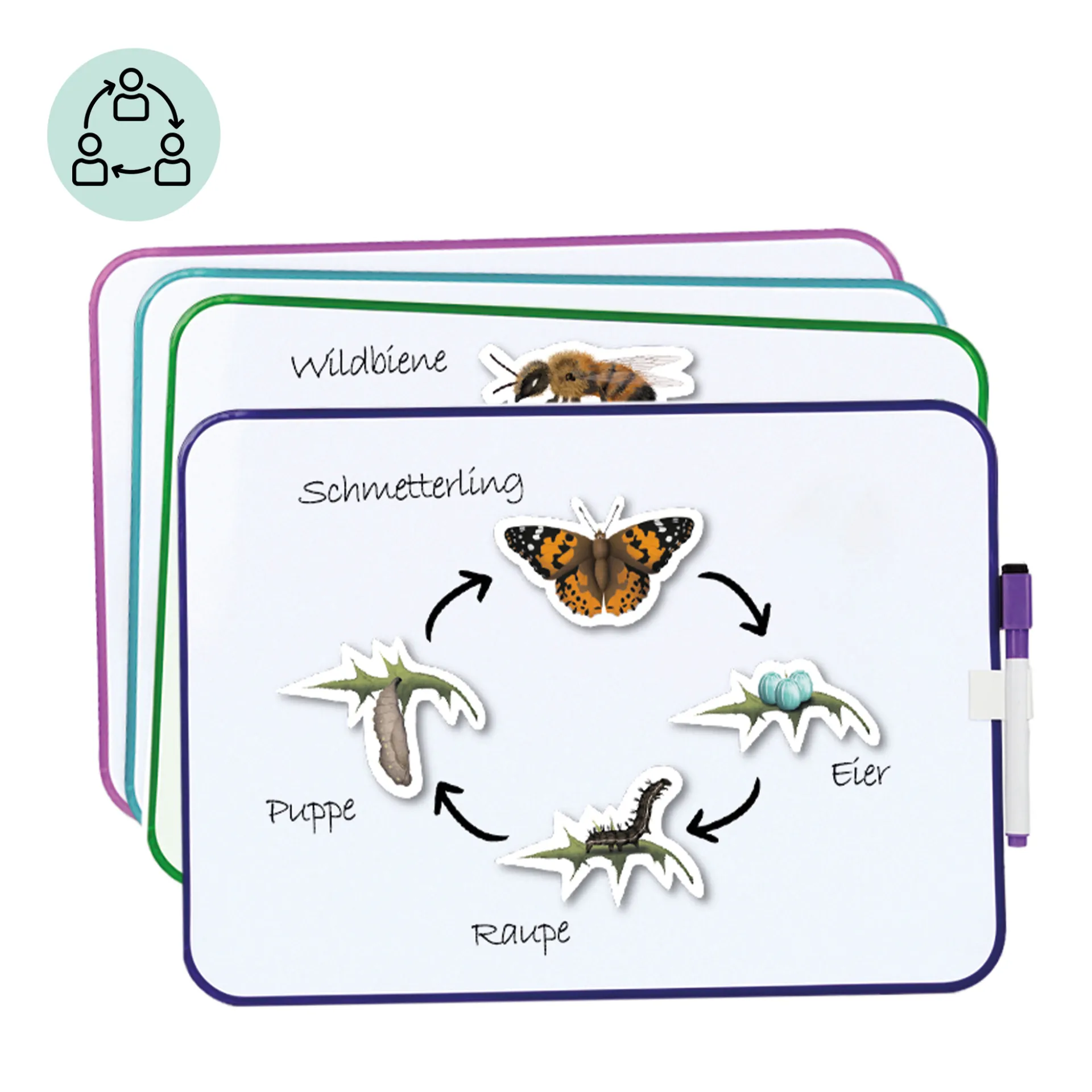Klassenset Lebenszyklus Schmetterlinge, Bienen & Marienkäfer, magnetisch, 100-tlg. 