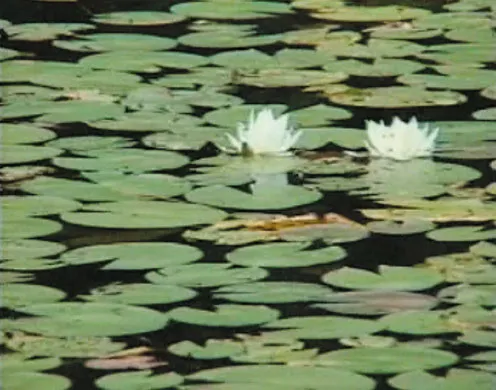 DVD-Lehrfilm Ökosystem See