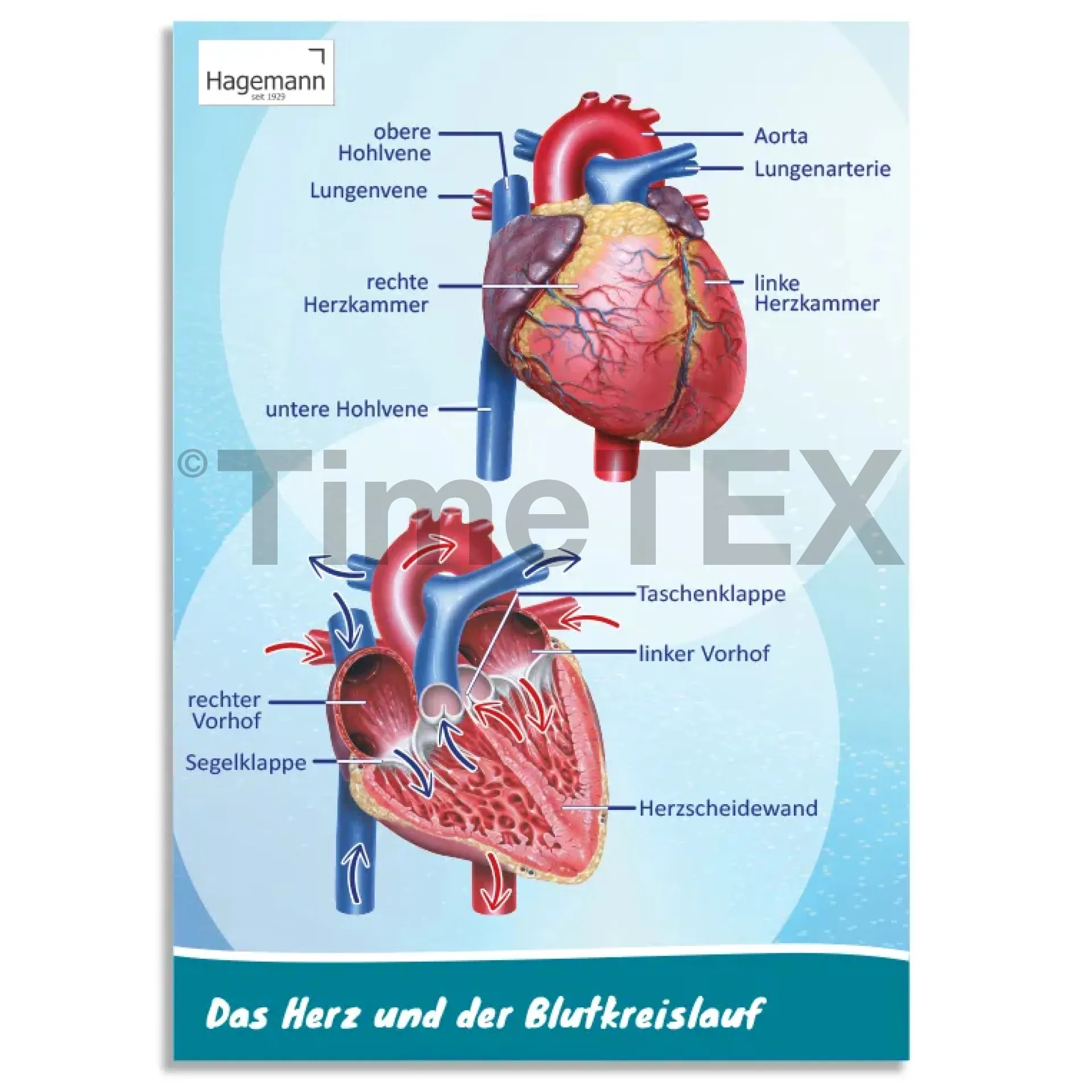 Hagemann Poster  Das Herz von innen und außen