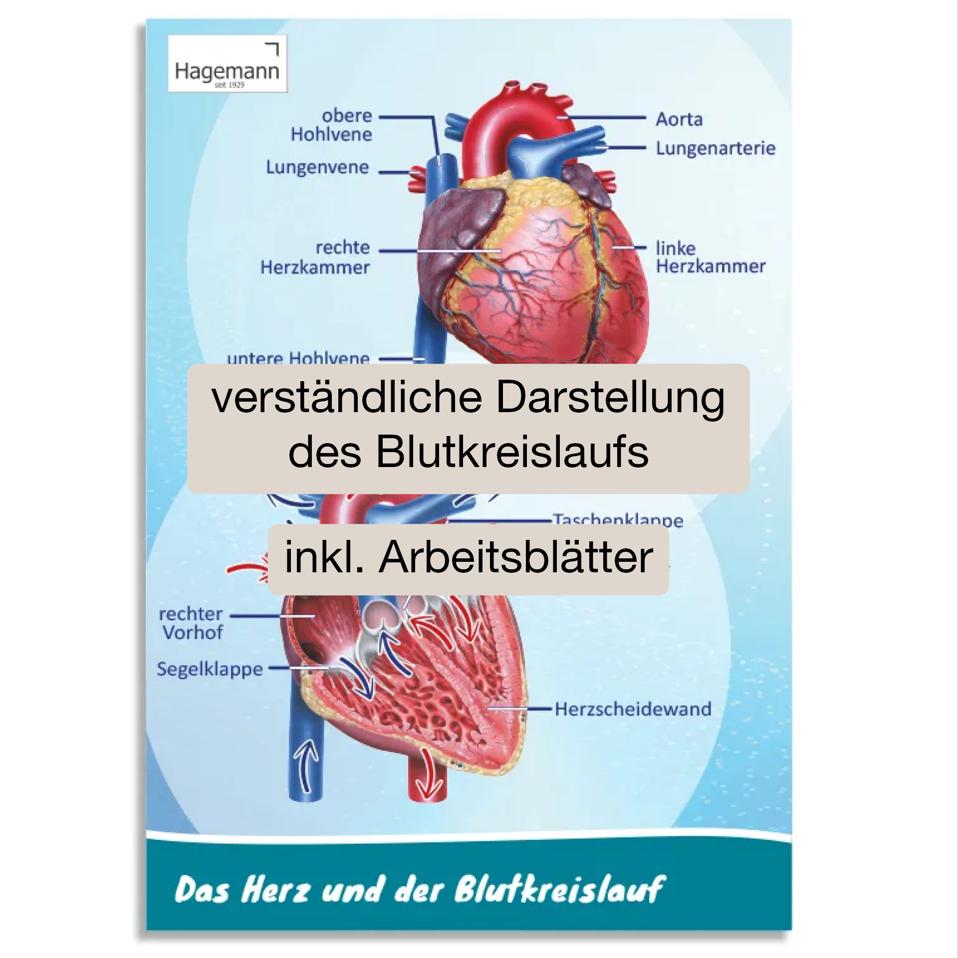 Hagemann Poster  Das Herz von innen und außen