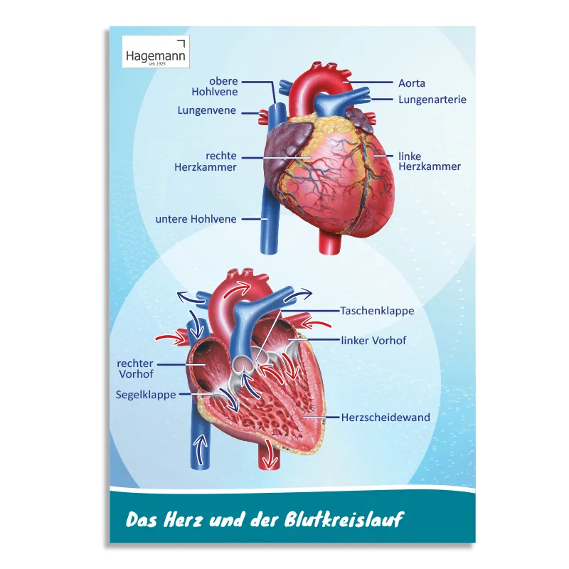 Hagemann Poster  Das Herz von innen und außen