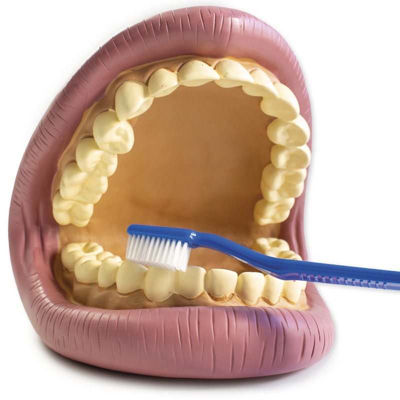 Zahnhygienemodell, groß
