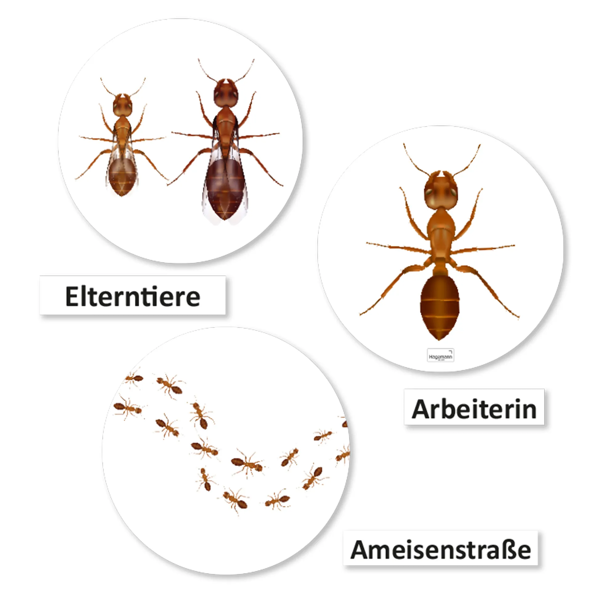 Hagemann Magnetbilder Leben und Lebenszyklus der Ameise