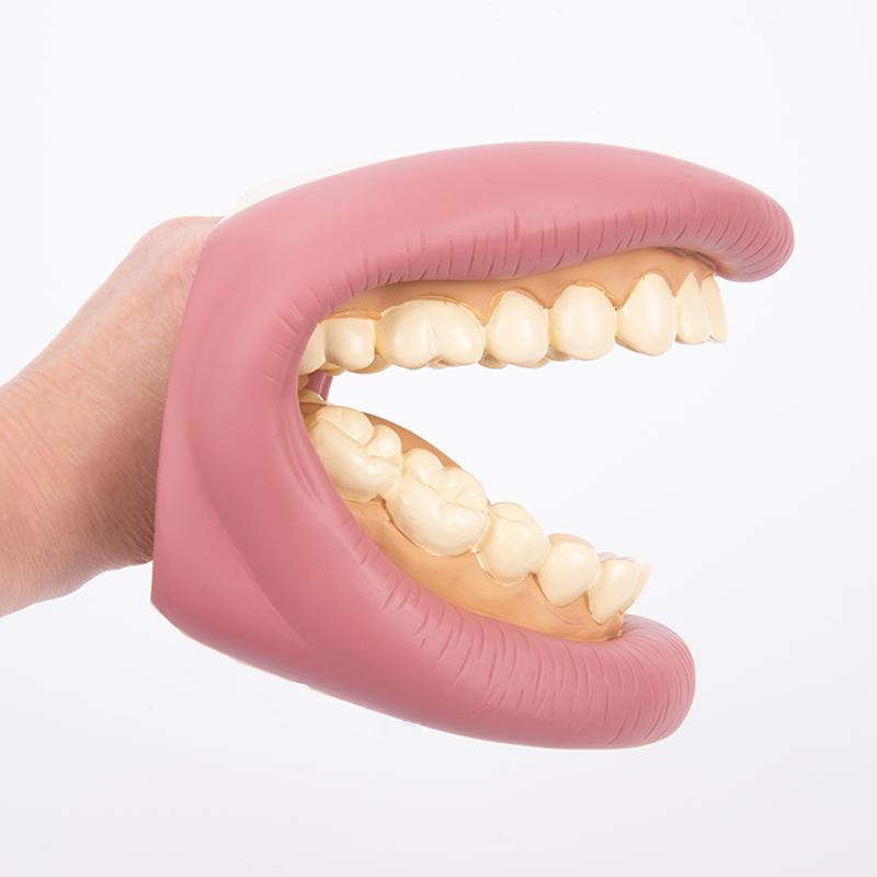 Zahnhygienemodell, groß