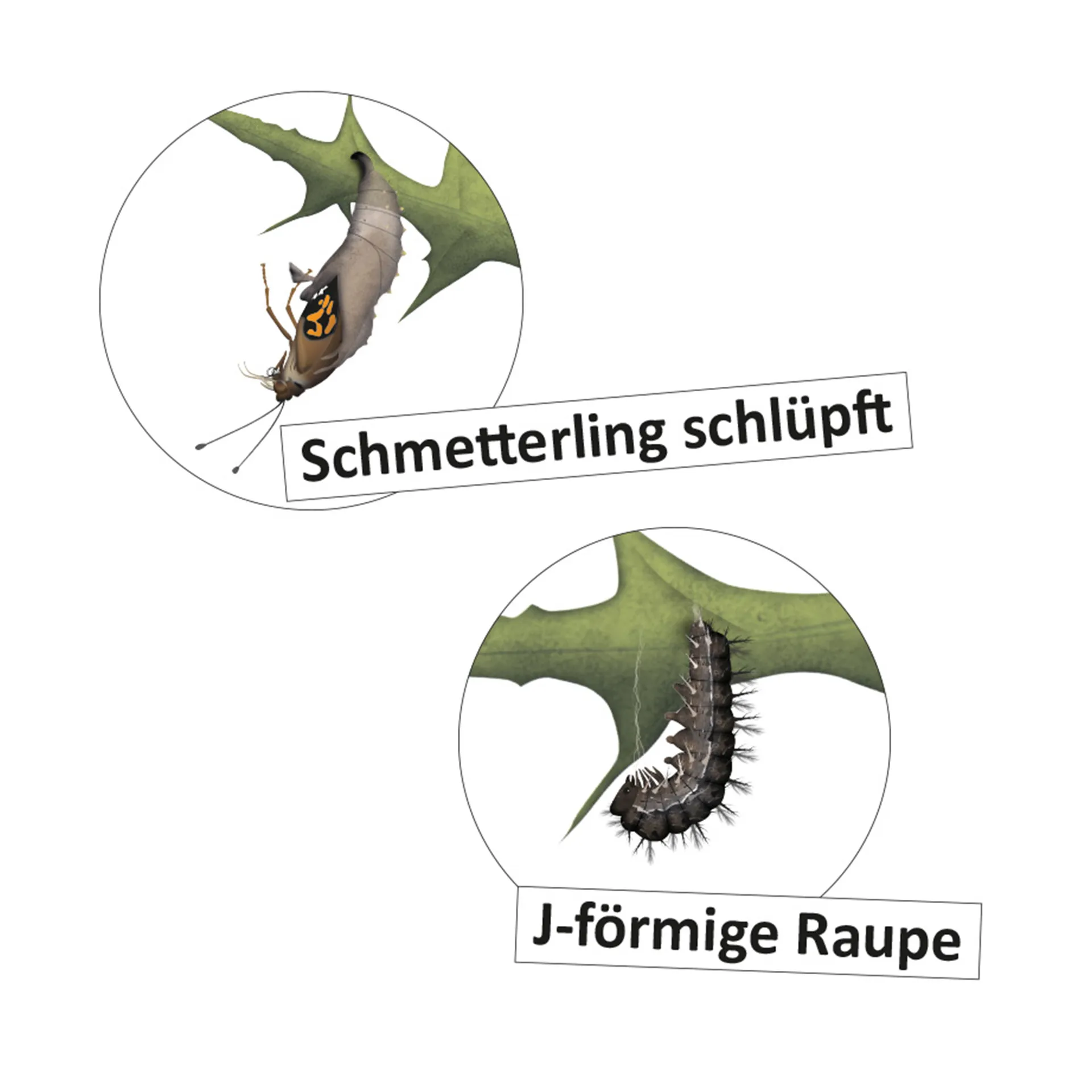 Hagemann Lebenszyklus Schmetterling (magnetisch)