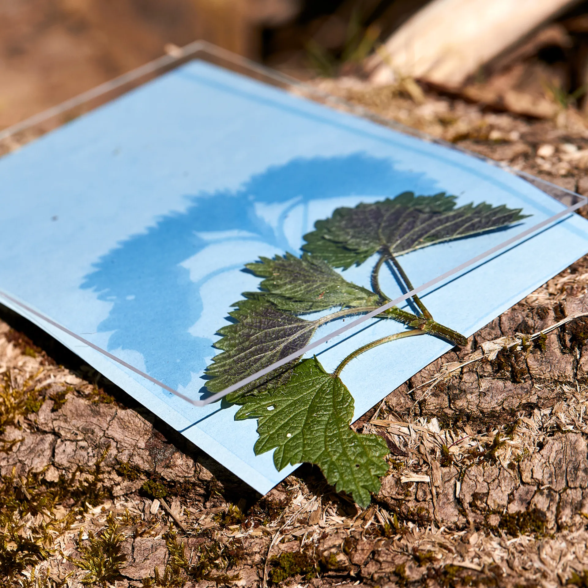 Foto-Solarpapier mit Fixierscheibe (40 Blatt 17,8 x 12,7 cm)
