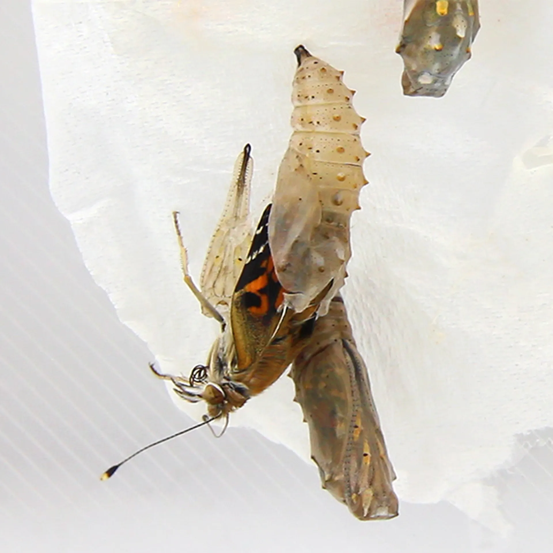 Hagemann Gruppenprojektset Schmetterlinge, Starter (15-21 Raupen)