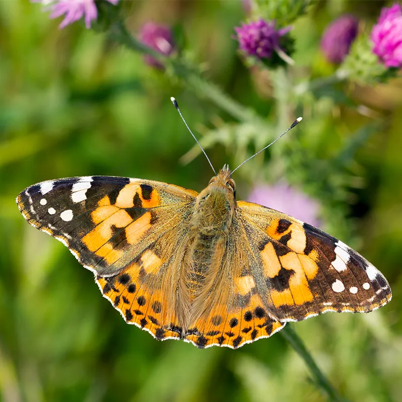 Hagemann Schmetterlings-Zuchtset, groß (10 Raupen)