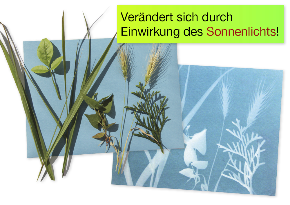 Foto-Solarpapier mit Fixierscheibe (40 Blatt 17,8 x 12,7 cm)