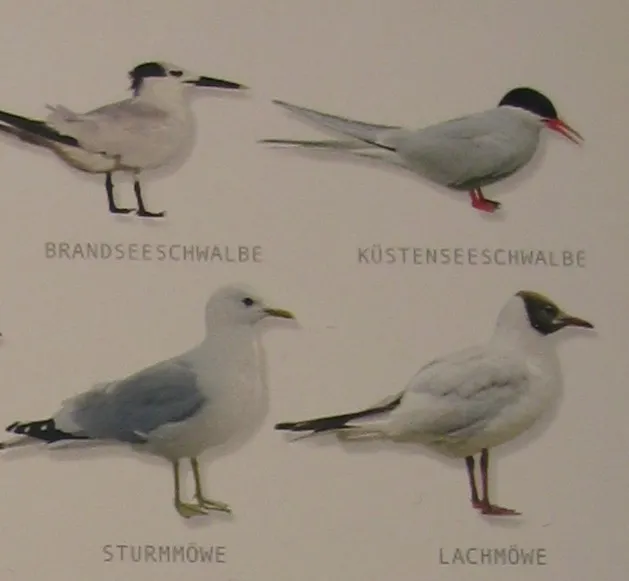 Hagemann Bestimmungstafel Seevögel