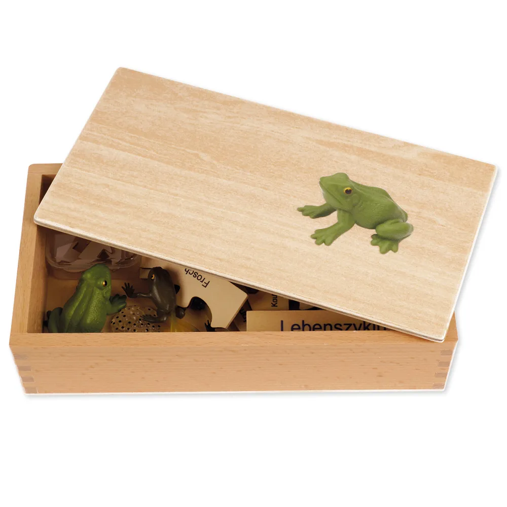 TimeTEX Lebenszyklus eines Frosches, in Holzbox "Montessori Premium"