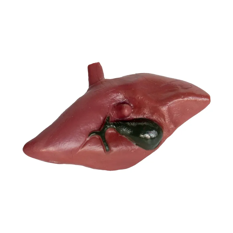 Hagemann Organe des Menschen (Modelle), 8-tlg.