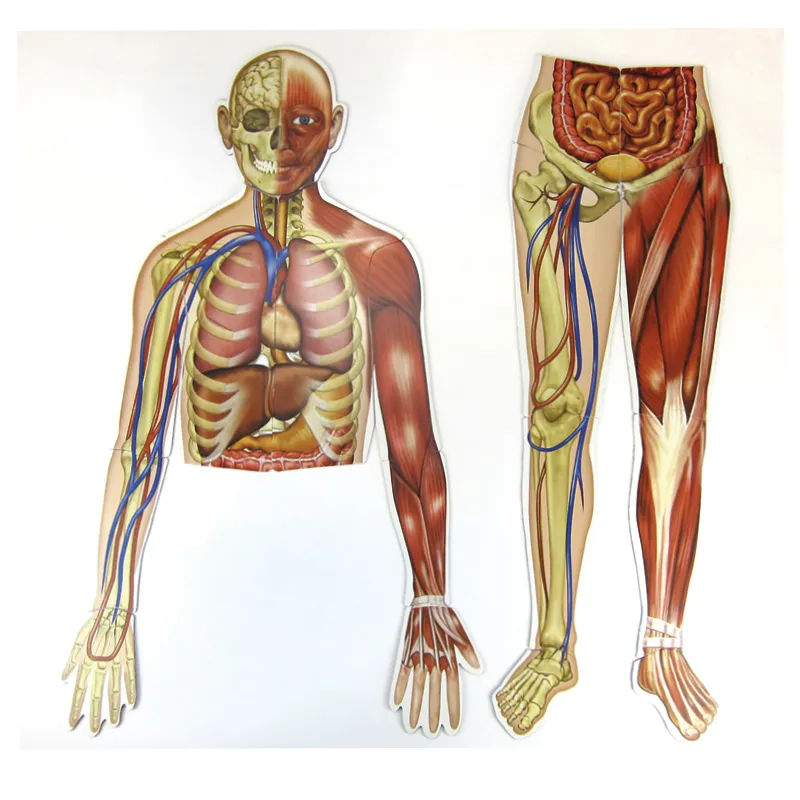 Menschlicher Körper (magnetisch)