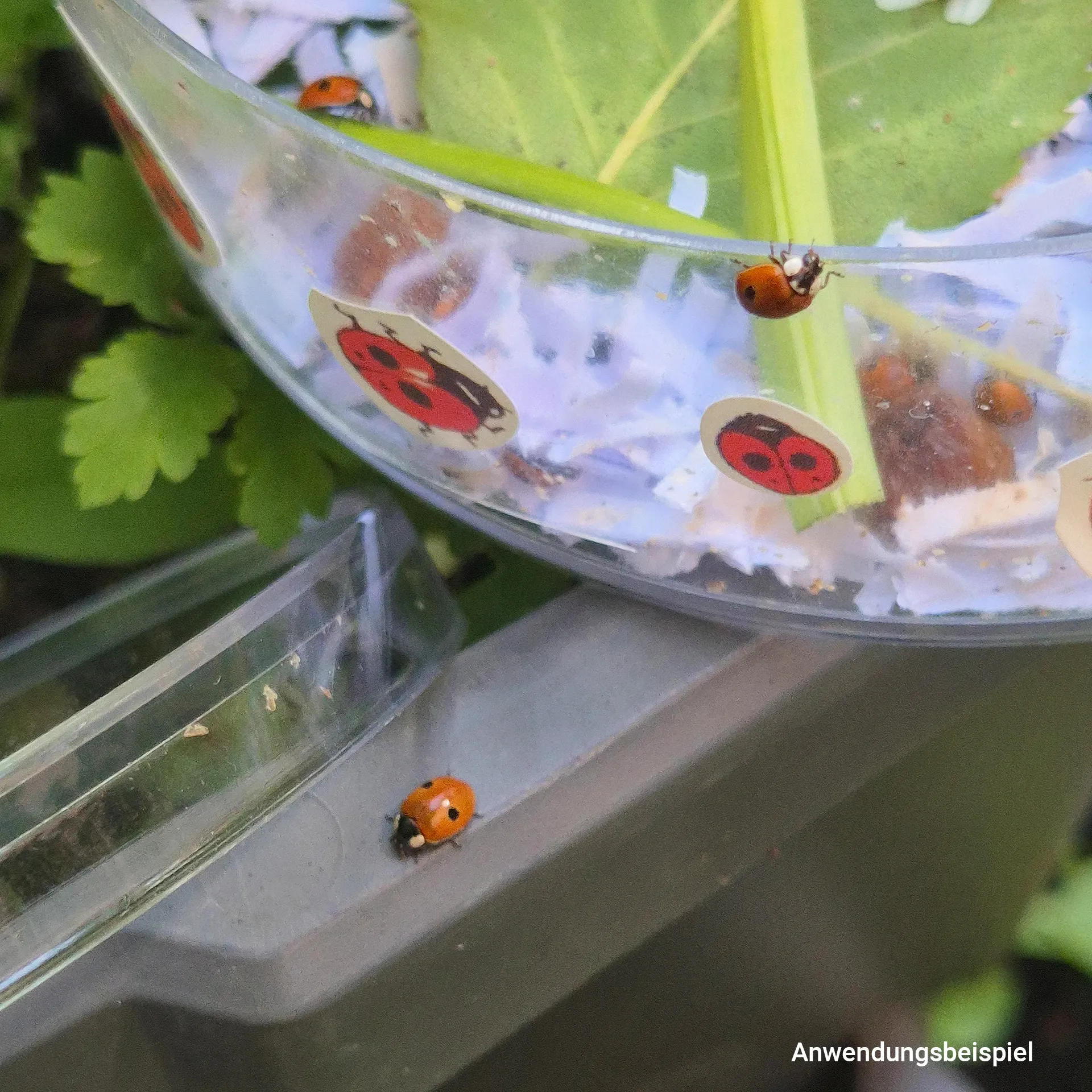 Hagemann Marienkäfer-Aufzuchtvivarium