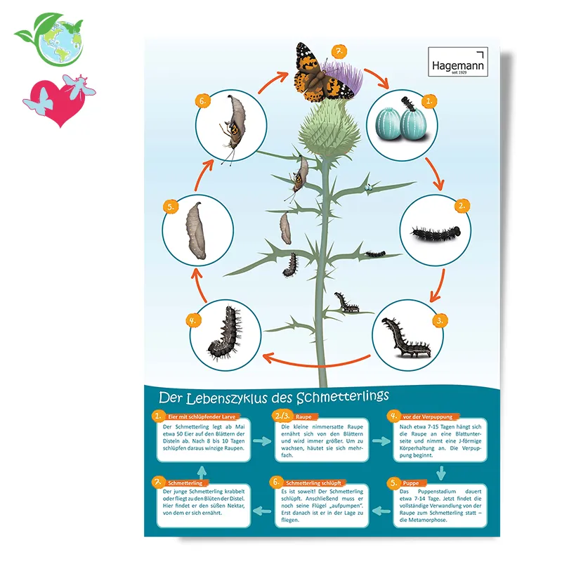 Lebenszyklus-Poster Schmetterling