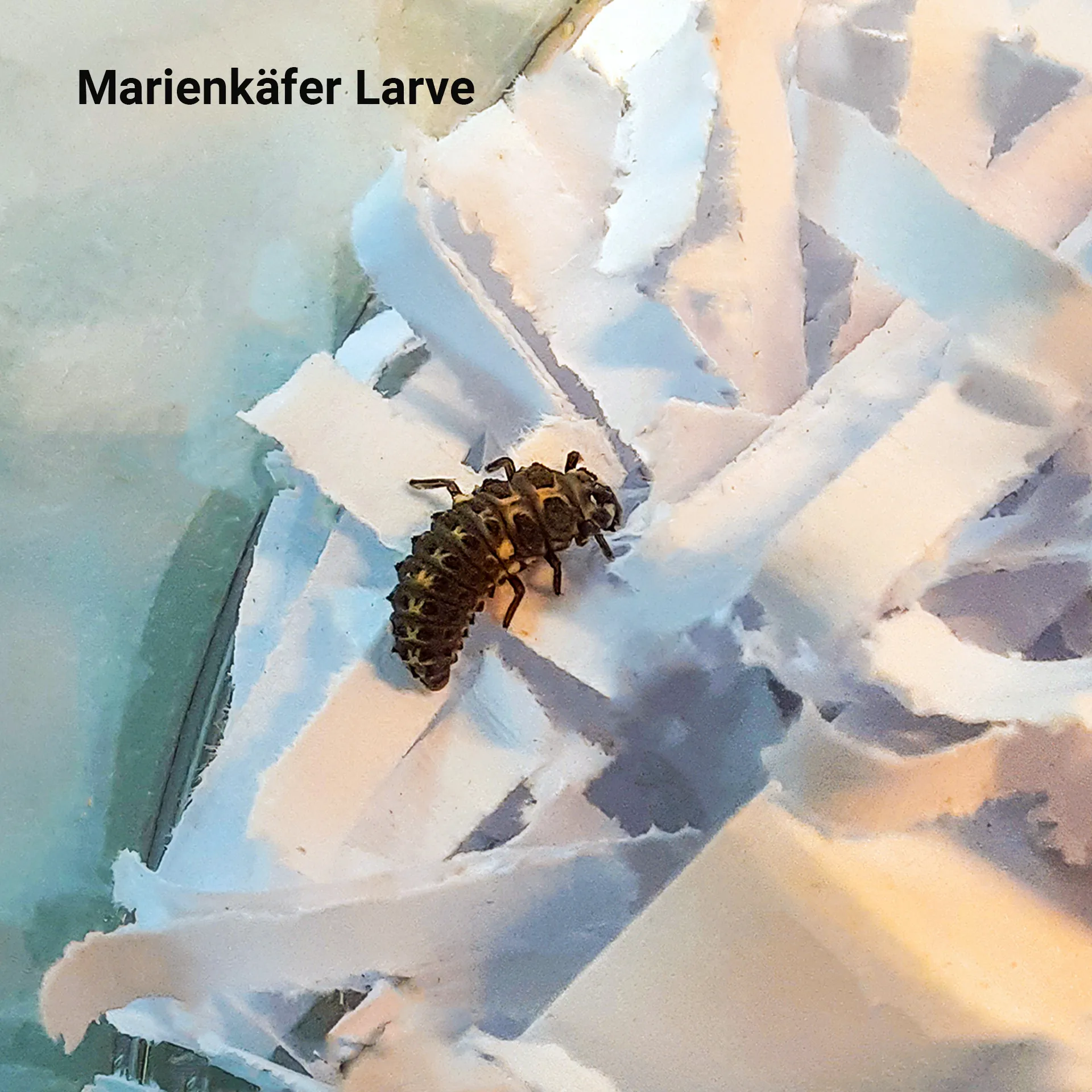 Hagemann Zuchtset Marienkäfer (10-15 Larven)