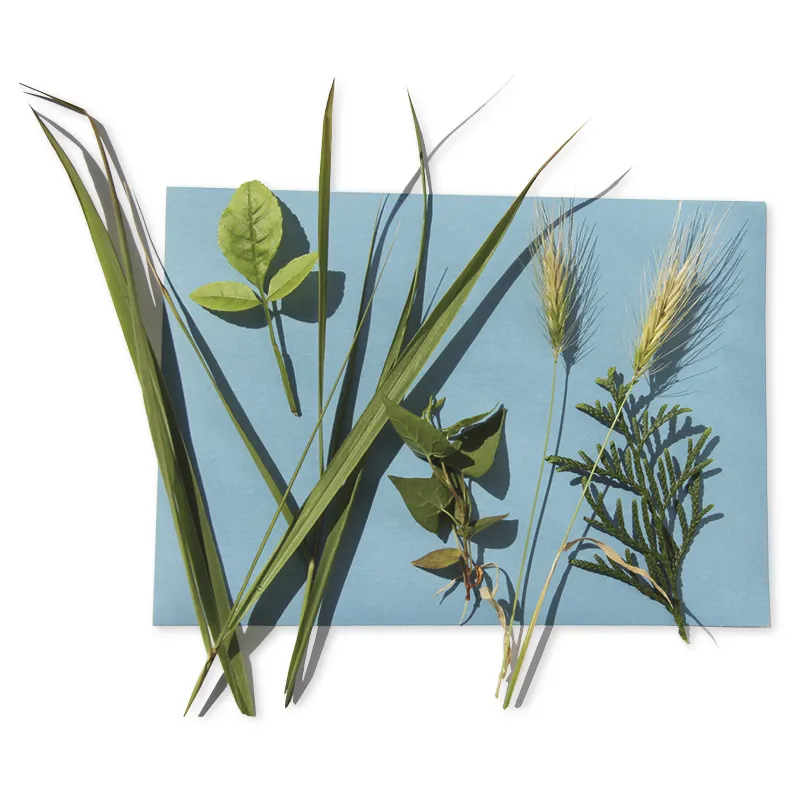 Foto-Solarpapier mit Fixierscheibe (40 Blatt 17,8 x 12,7 cm)