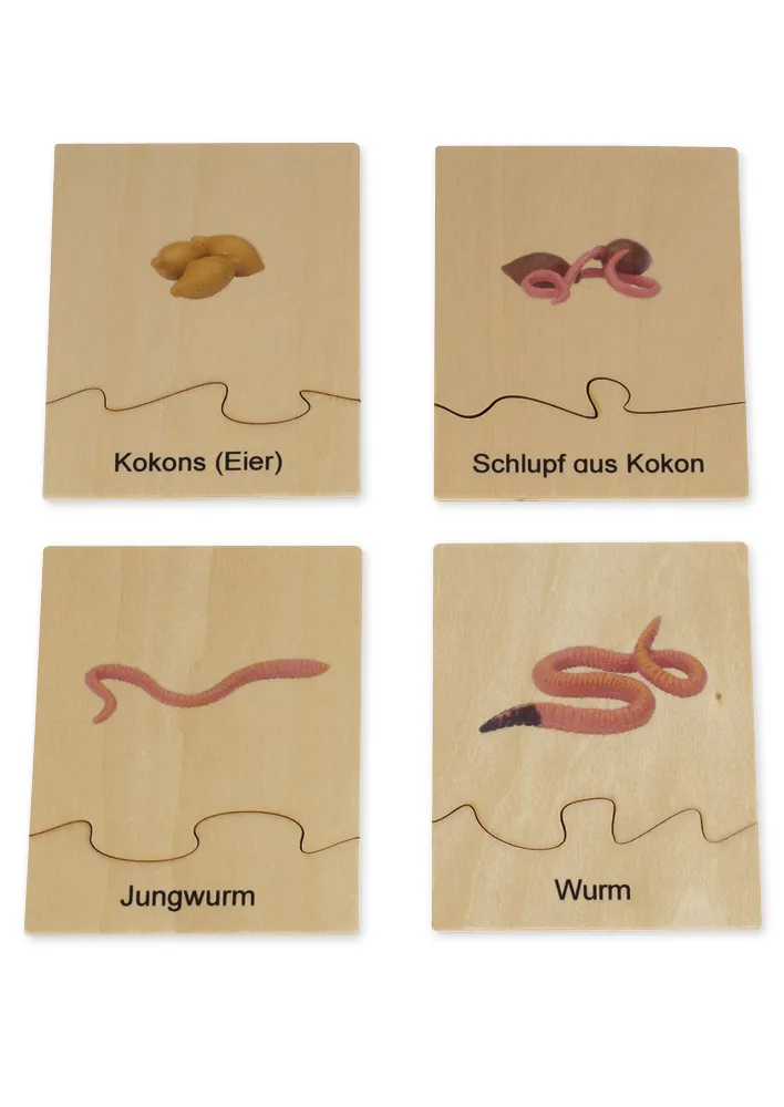 TimeTEX Lebenszyklus eines Regenwurms, in Holzbox "Montessori Premium"