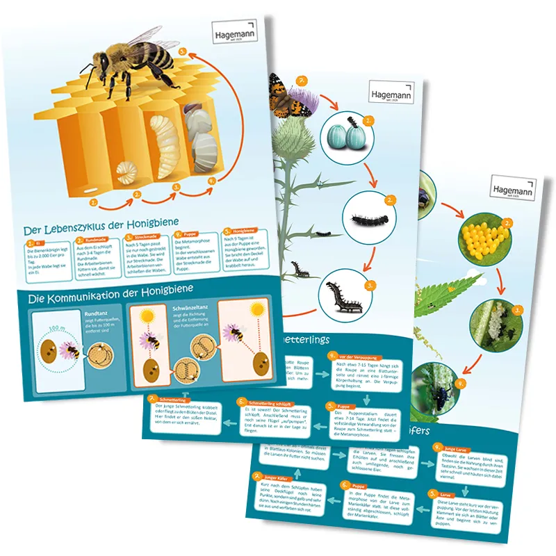 3er-Set Lebenszyklus-Poster