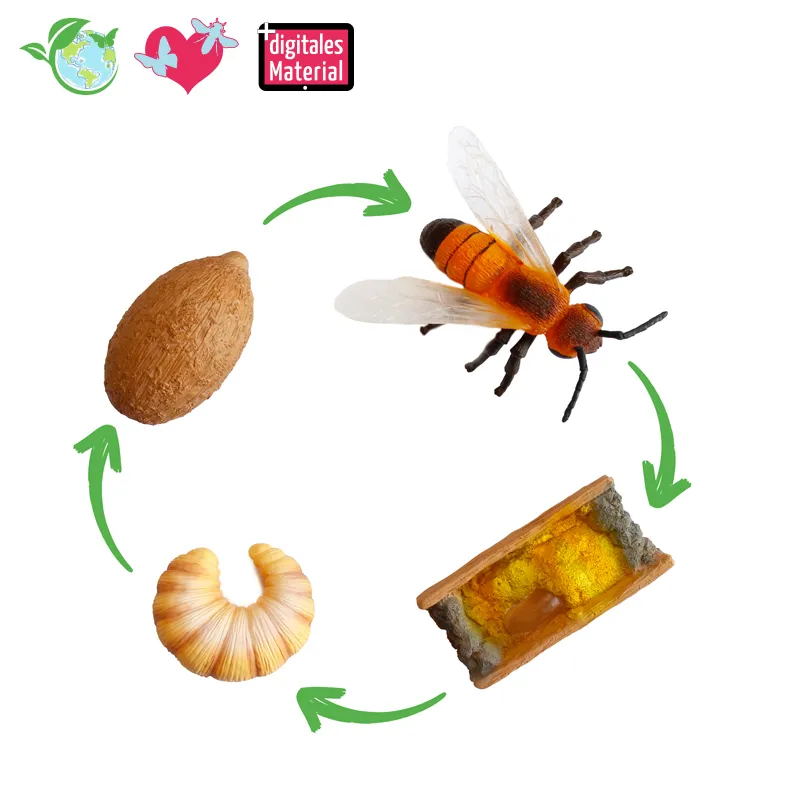 Lebenszyklus der Wildbiene (Modelle), 4-tlg.