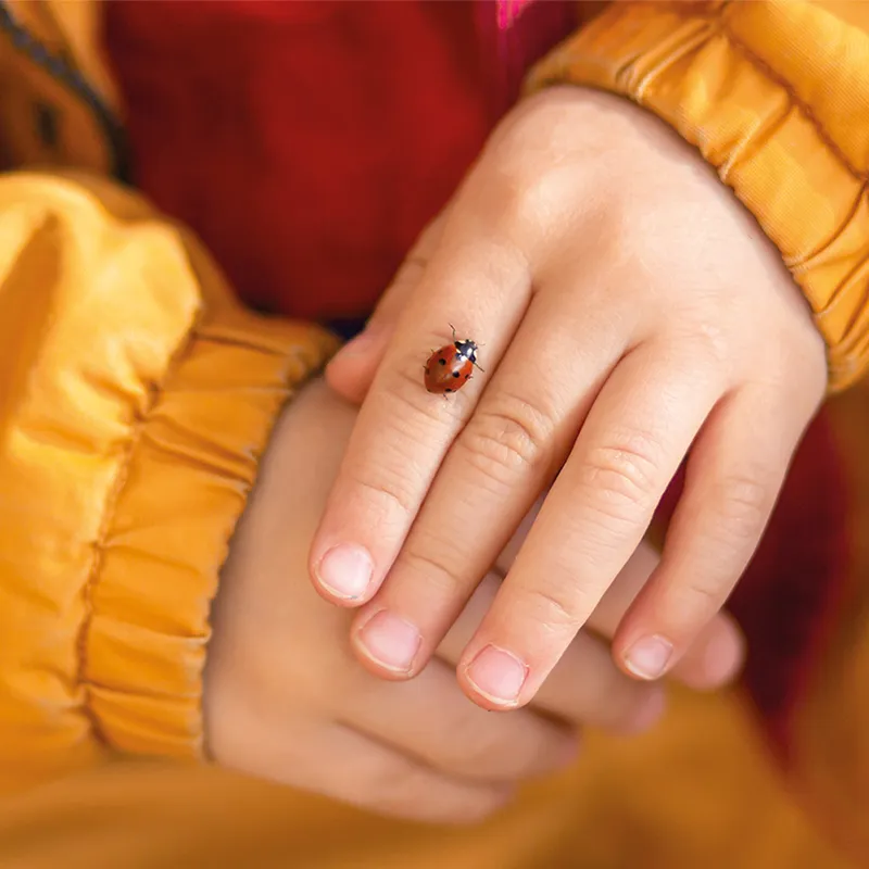 Hagemann Larvengutschein für Marienkäferzucht (10-15 Larven)