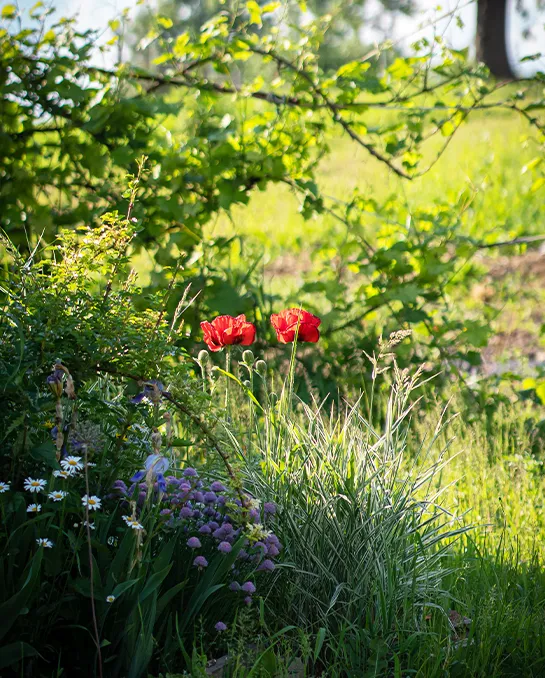 Wildblumen-Garten der zum Teil im Schatten liegt
