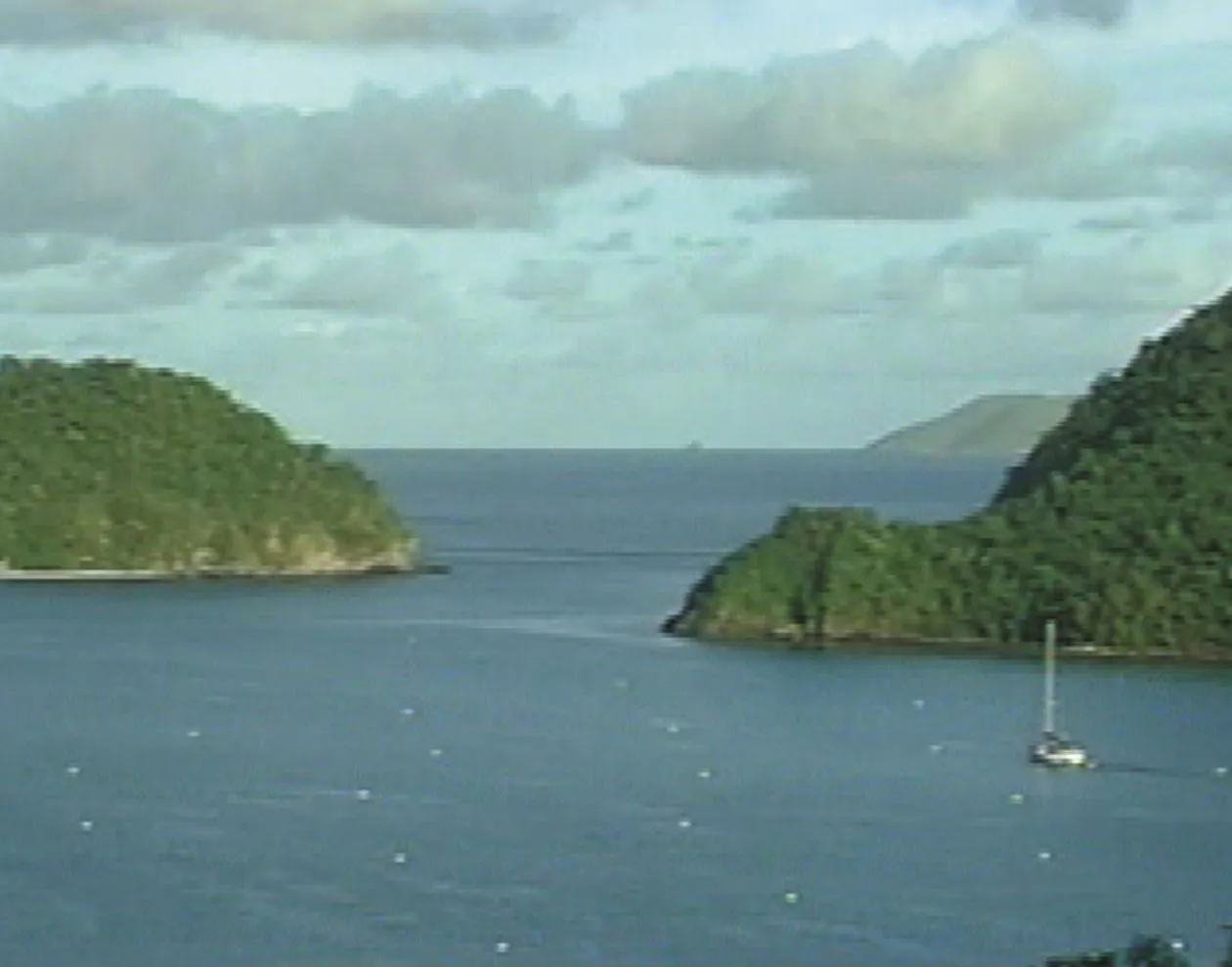 DVD-Lehrfilm Fotosynthese