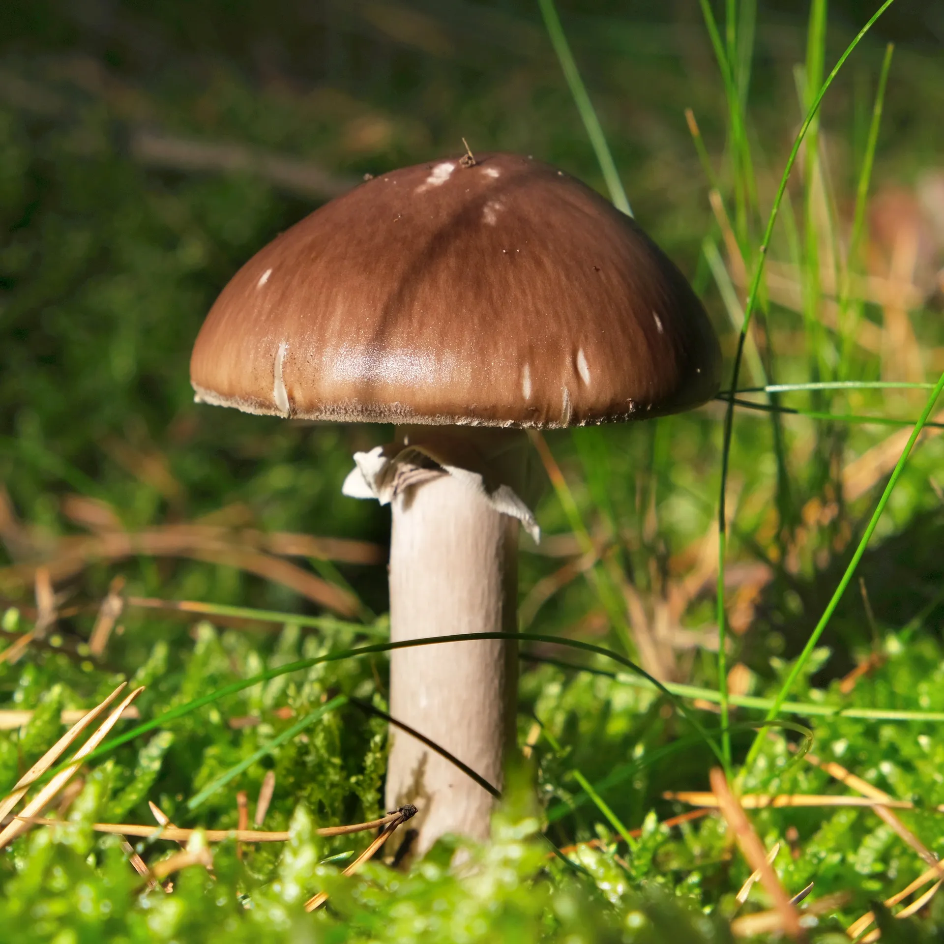 Hagemann Pilz-Zuchtset Braunkappe