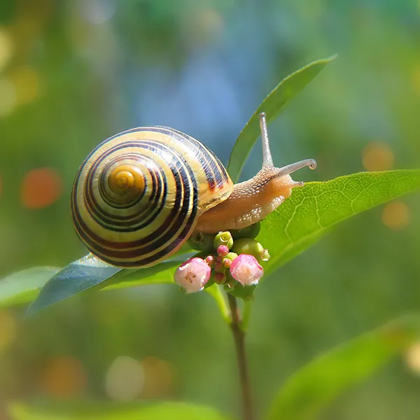 Schnecken Arten