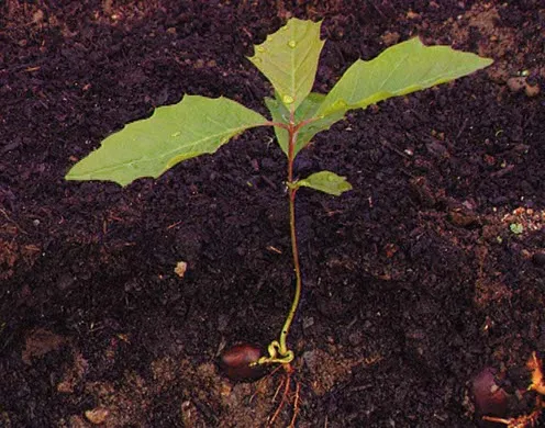 DVD-Lehrfilm Fortpflanzung + Entwicklung v. Blütenpflanzen