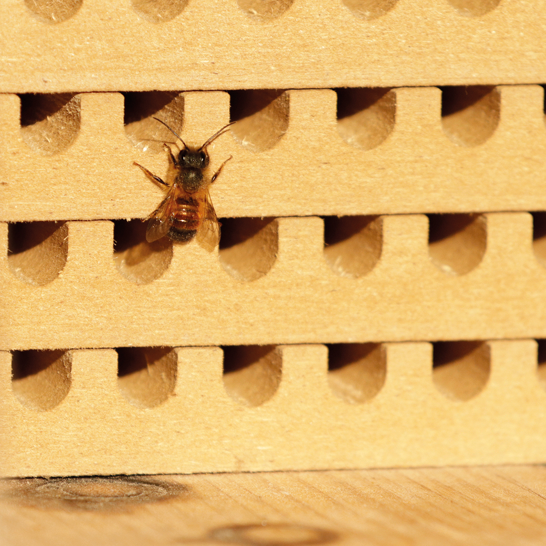 Hagemann Zuchtset Wildbienen, Rote Mauerbiene (mit Gutschein, 50 Kokons)
