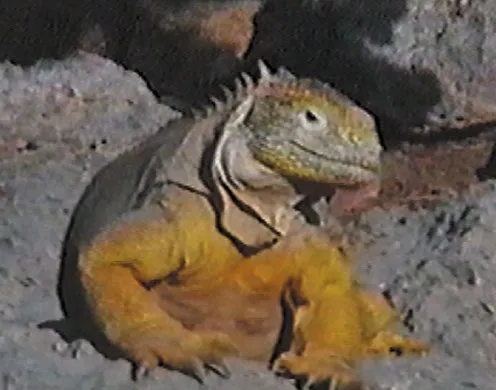 DVD-Lehrfilm Die Galapagosinseln