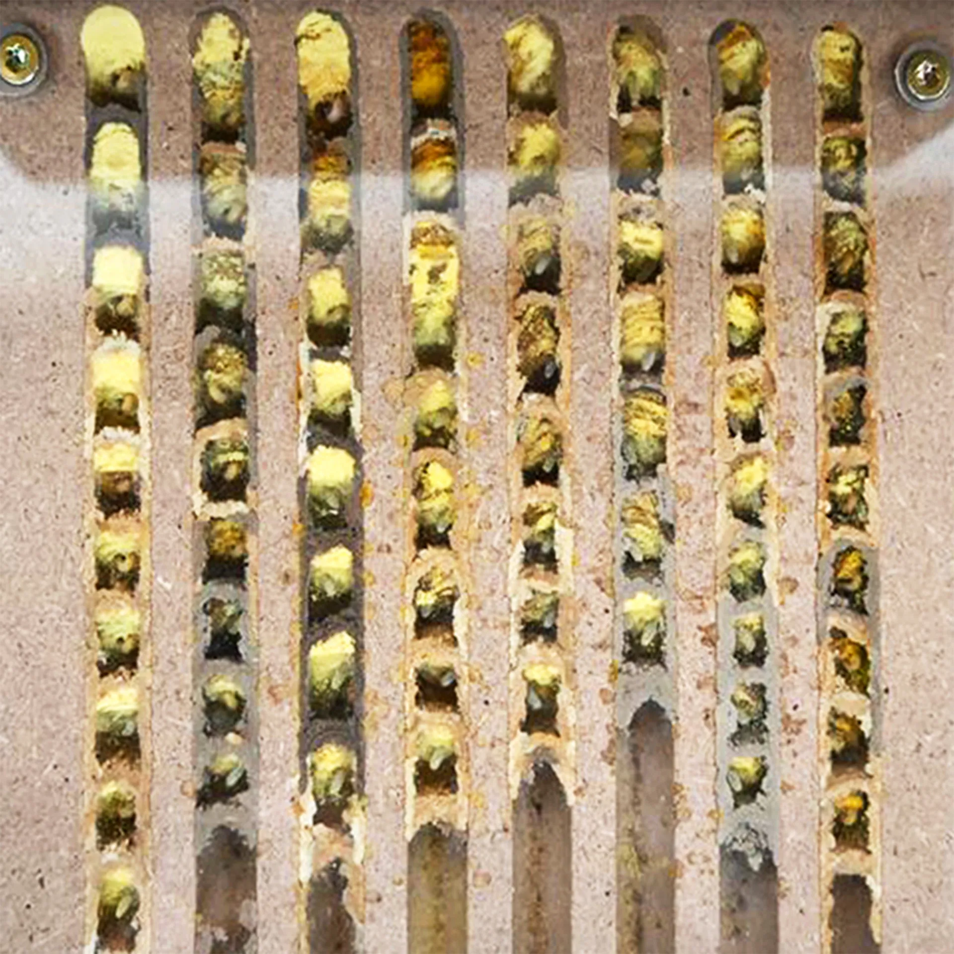 Hagemann Zuchtset Wildbienen, kompakt, Rote Mauerbiene (mit 25 Kokons)