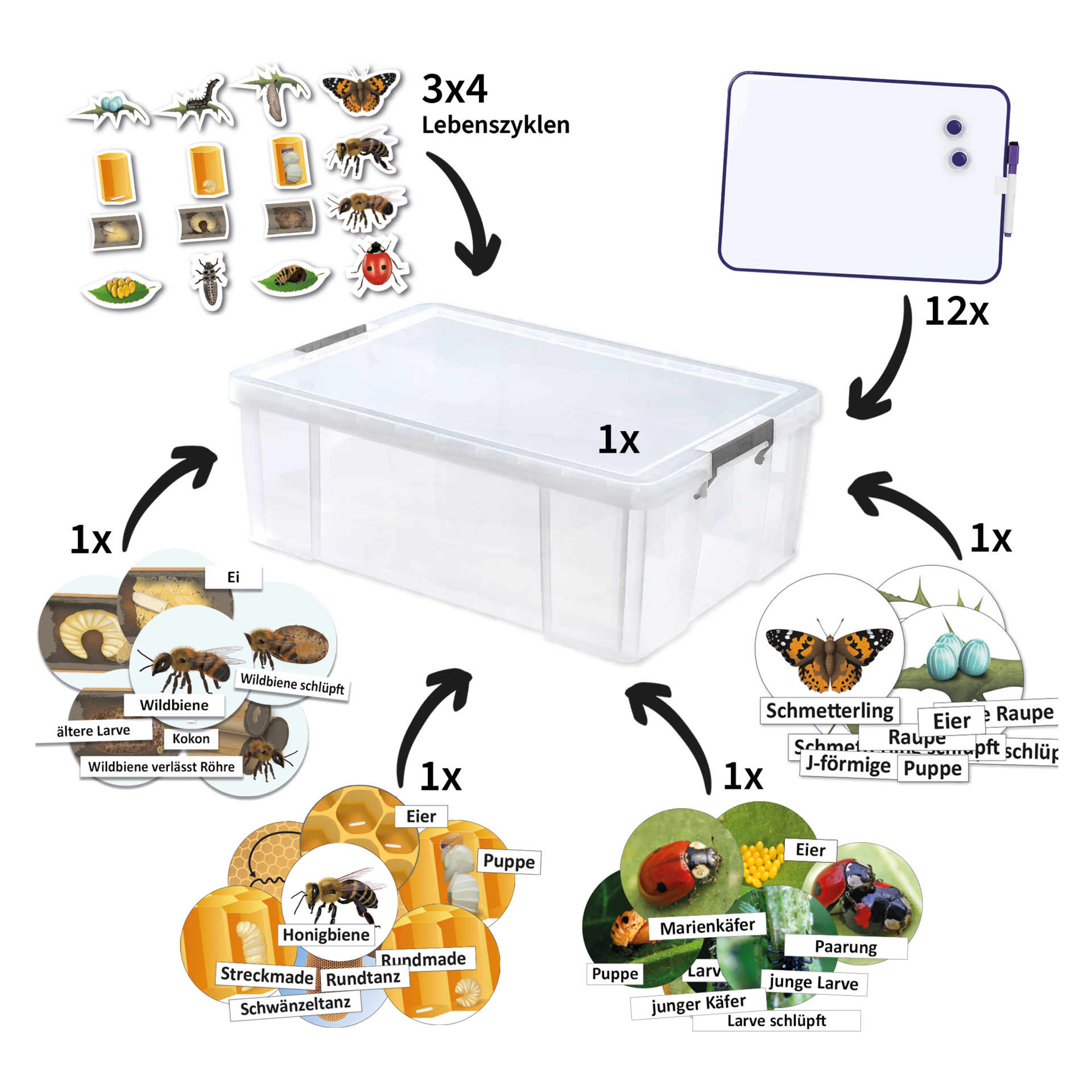 Klassenset Lebenszyklus Schmetterlinge, Bienen & Marienkäfer, magnetisch, 100-tlg. 