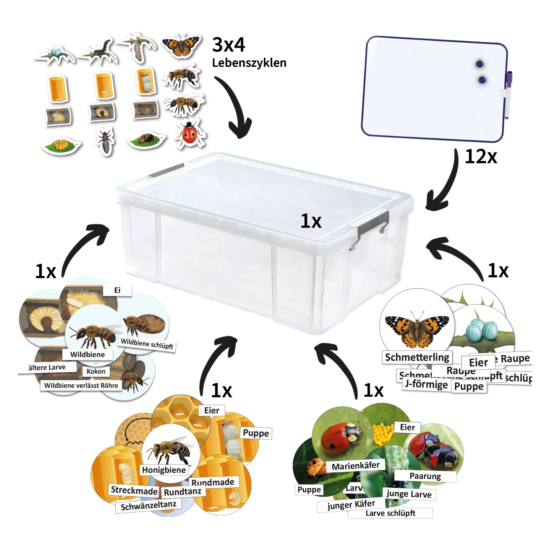 Klassenset Lebenszyklus Schmetterlinge, Bienen & Marienkäfer, magnetisch, 100-tlg. 