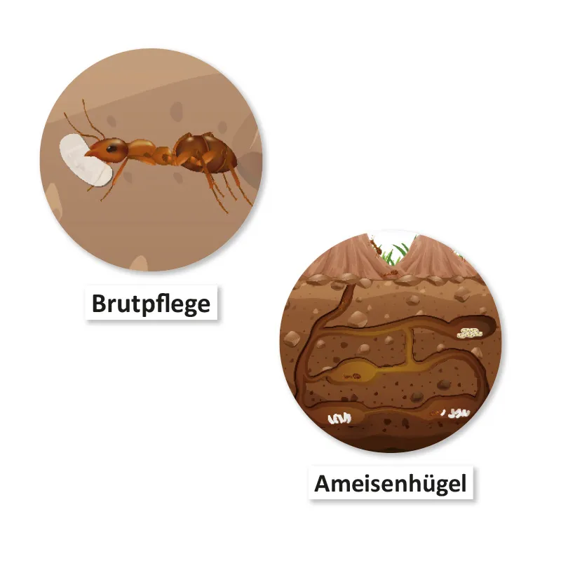 Hagemann Magnetbilder Leben und Lebenszyklus der Ameise