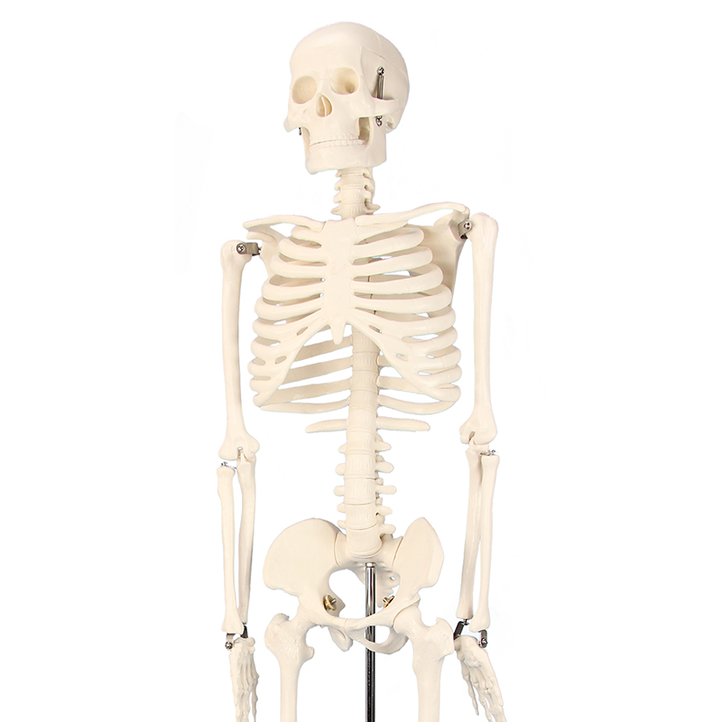 Skelett in halber natürlicher Größe